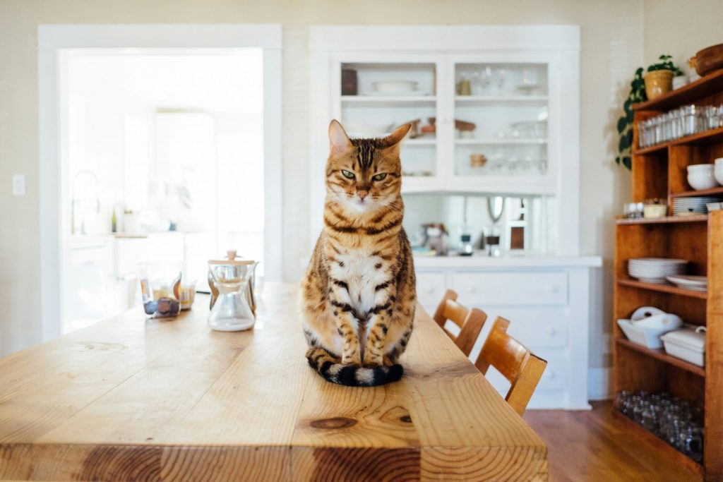 Annoyed Cat