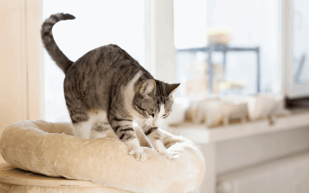 cat kneading