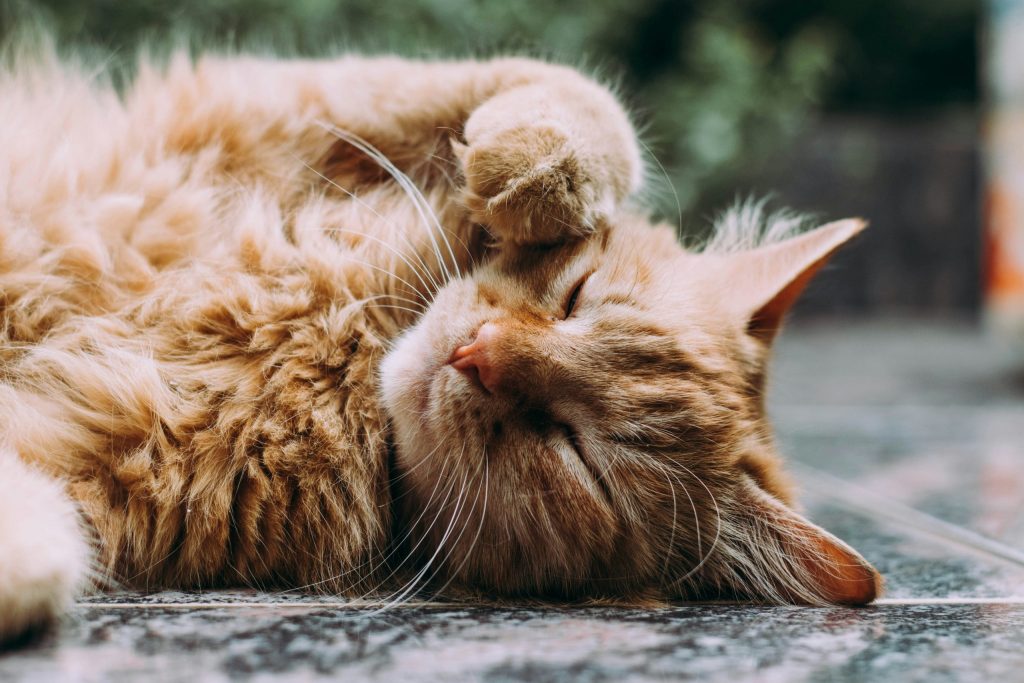 Cute Cat