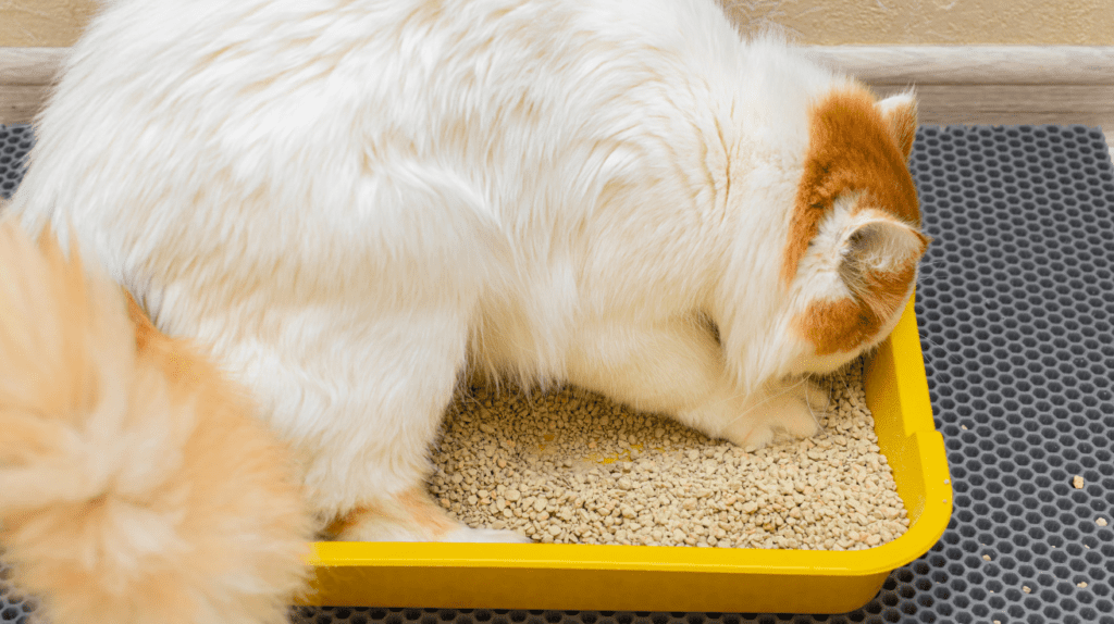 cat eating litter