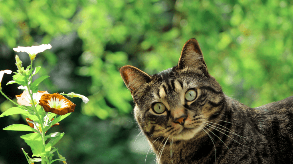 cat in garden