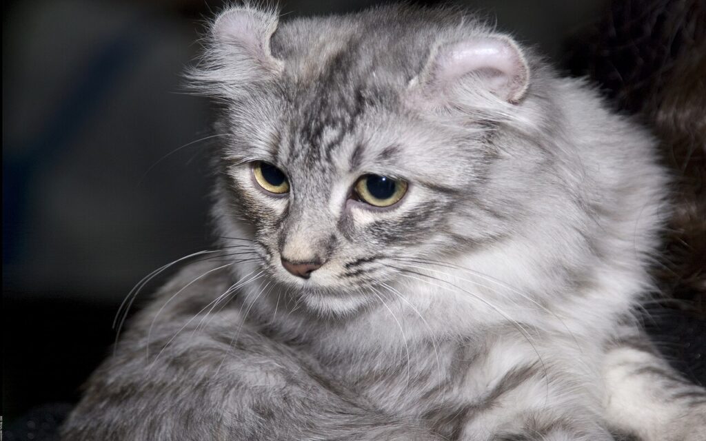 american curl cat