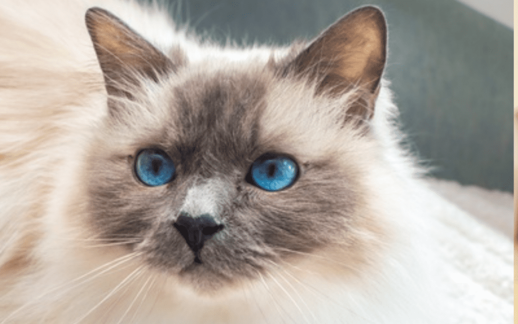 Birman Cat