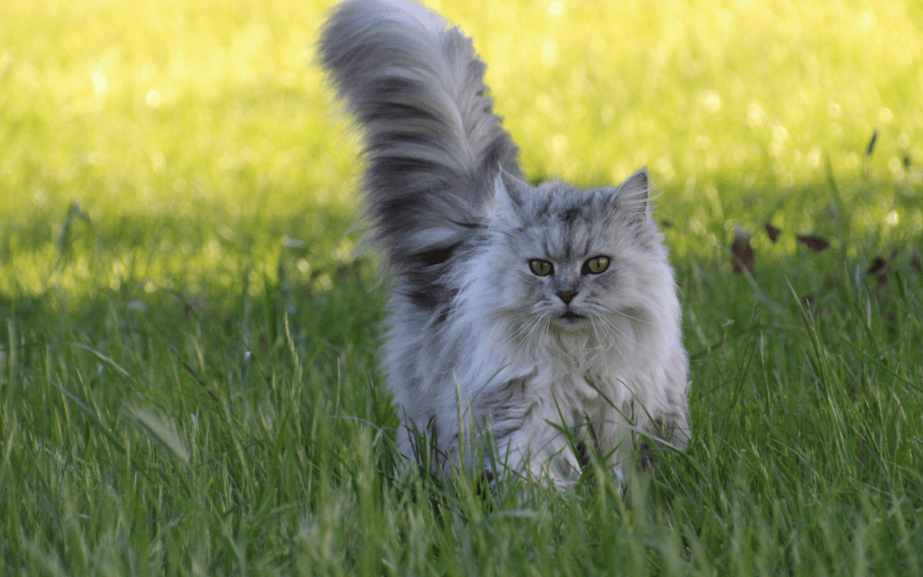 British Longhair Cat