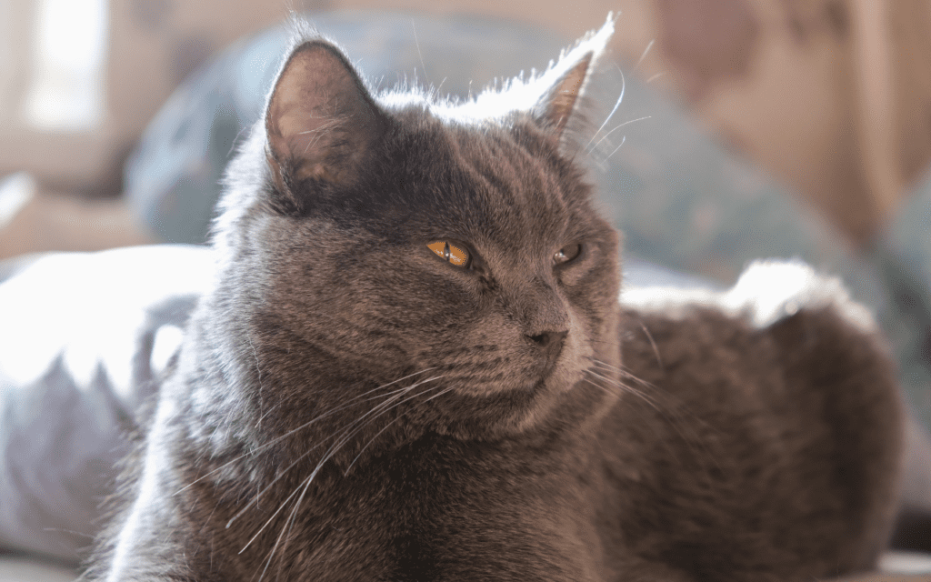 Chartreux cat sleeping