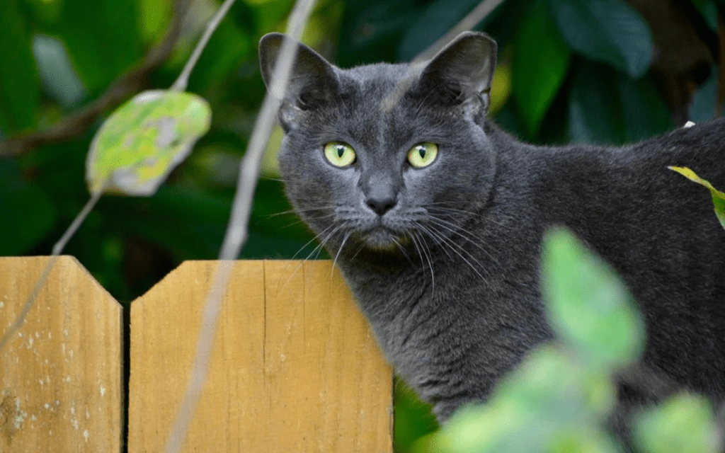 Korat Cat beed in garden