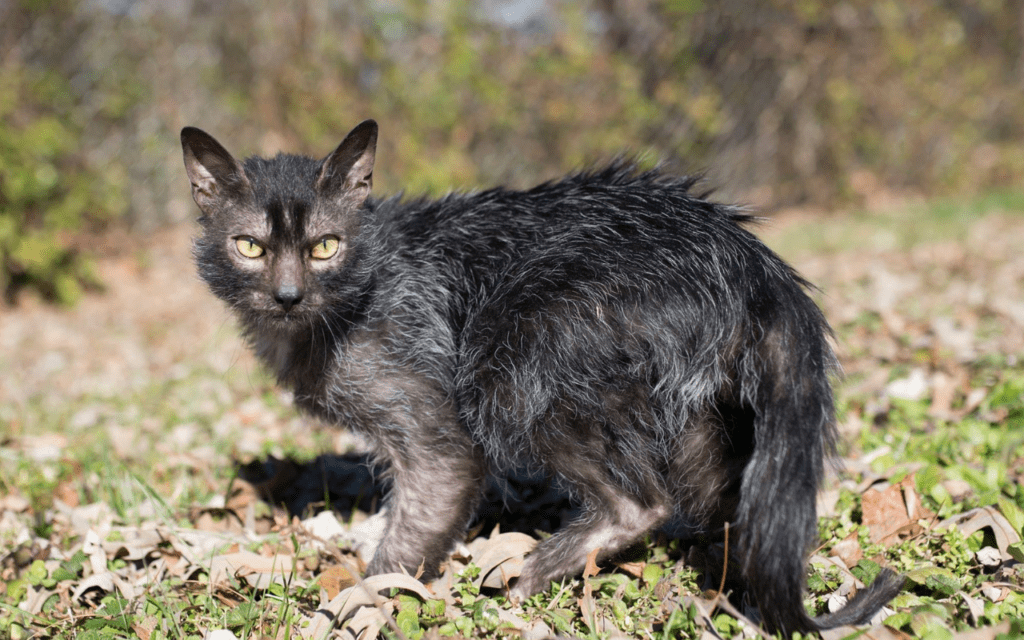 Lykoi Cat Breed Profile