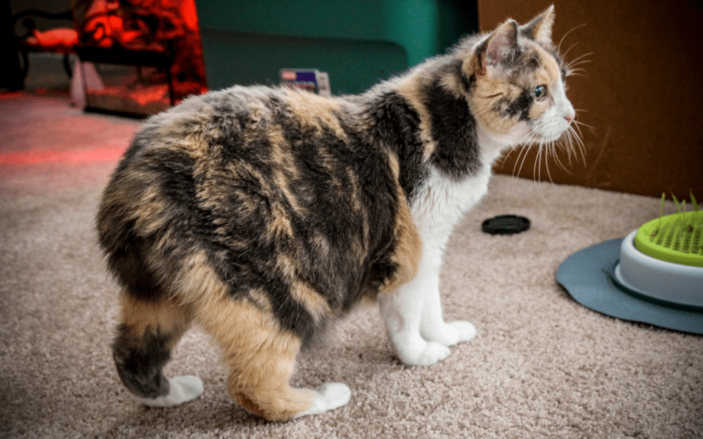 Manx Cat Breed Profile