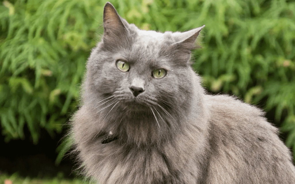 Nebelung cat breed information