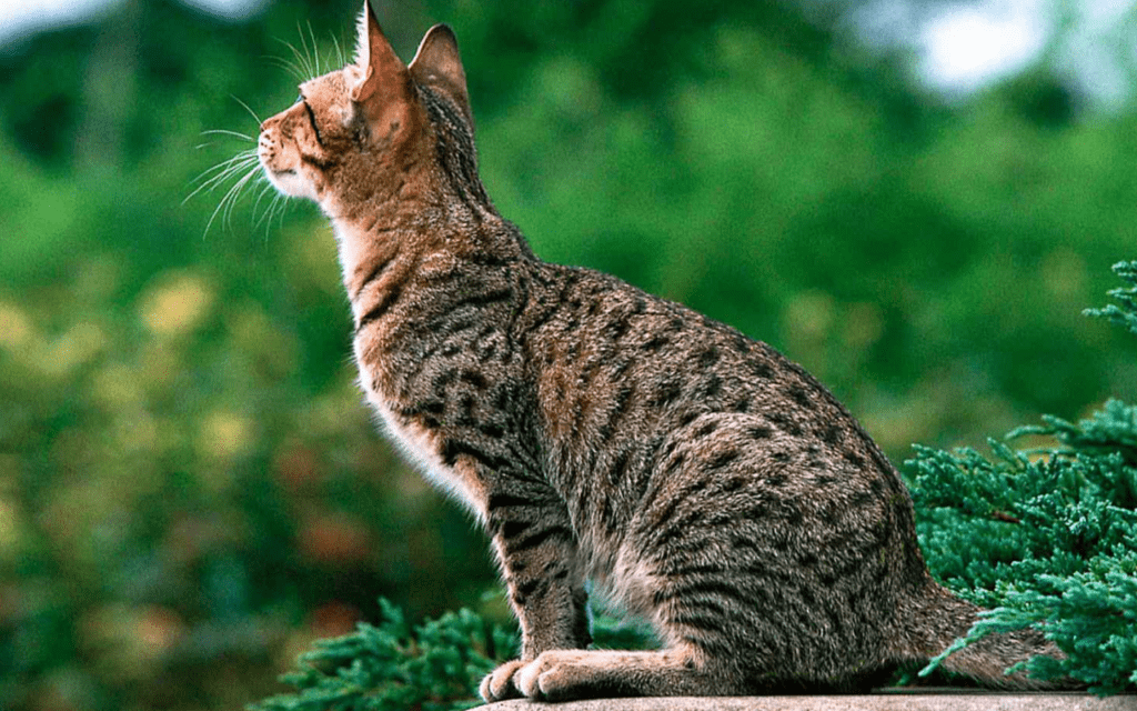 Ocicat Breed Profile