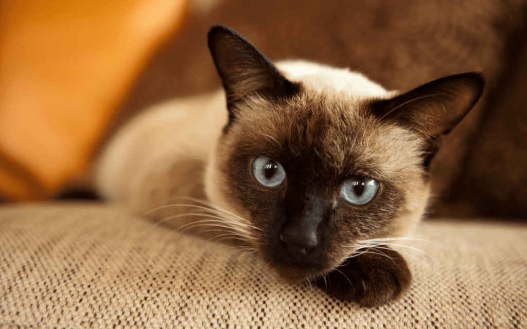 Siamese Cat Breed Information