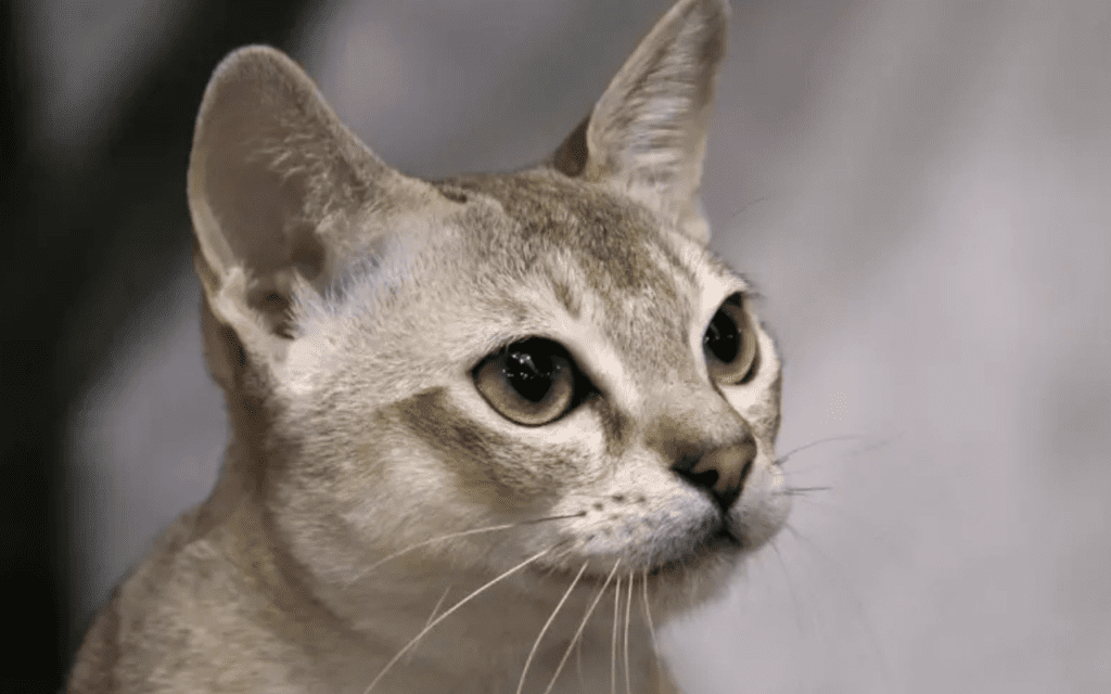 Singapura cat breed profile