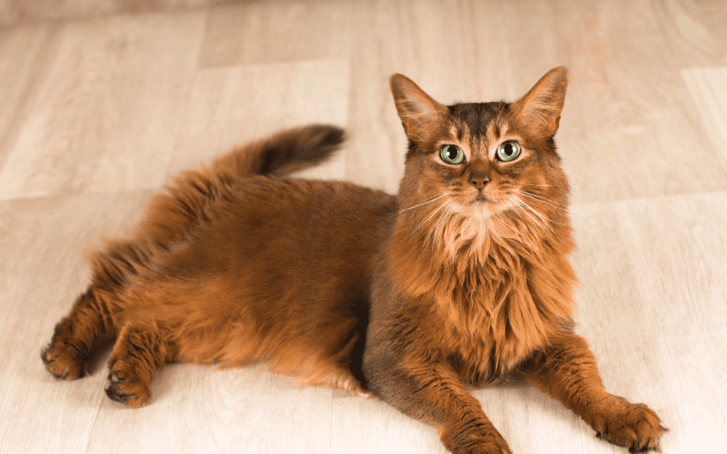 Somali cat breed guide