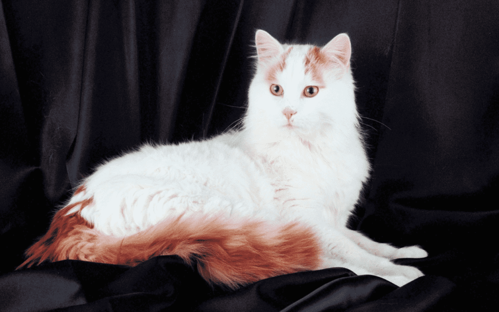 Turkish Van Cat Breed Infomration