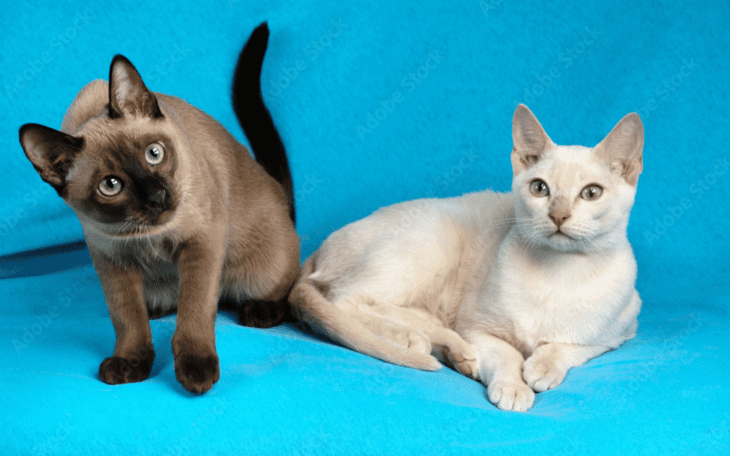 Two Tonkinese cats, one brown and one cream, on a blue background.