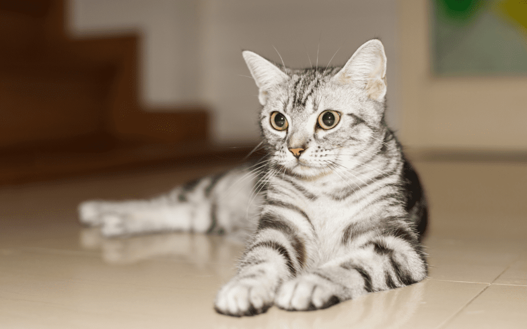 american shorthair