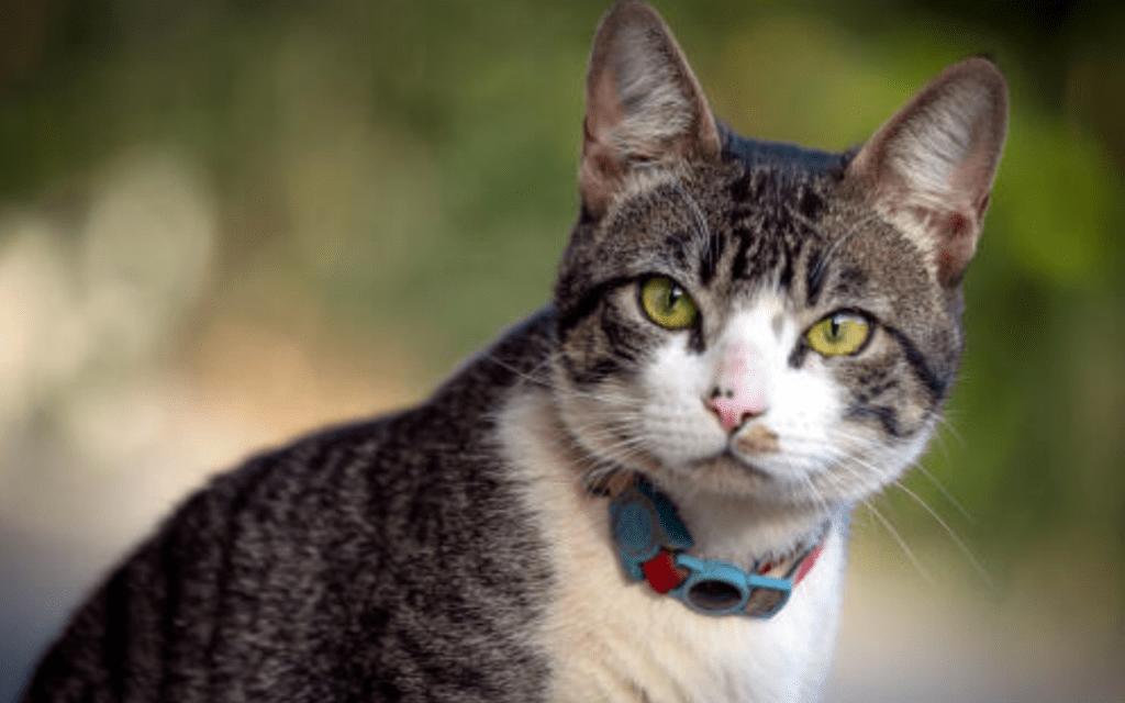american wirehair sitting in garden