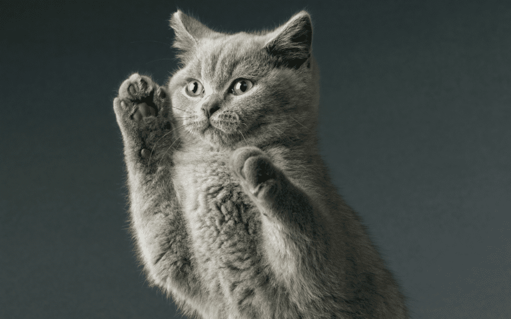 british shorthair cat