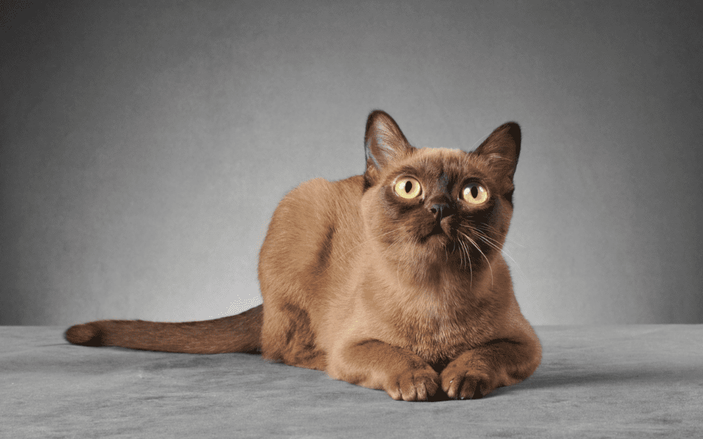 burmese cat