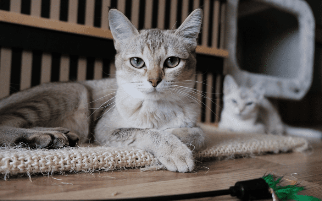 burmilla cat