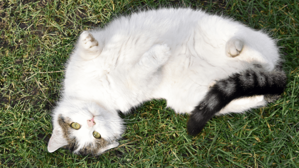 cat showing belly