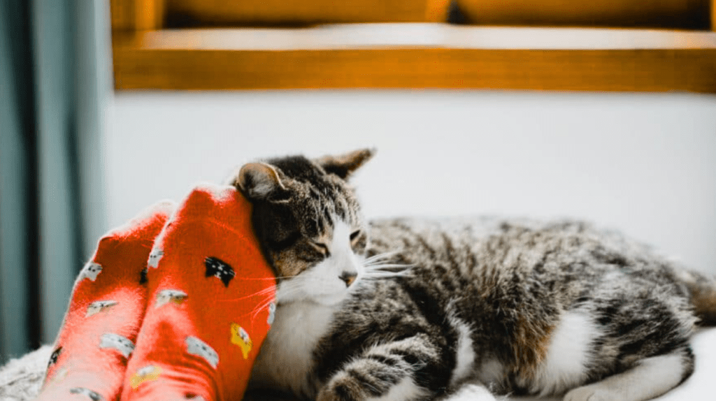 cat sleeping by feet