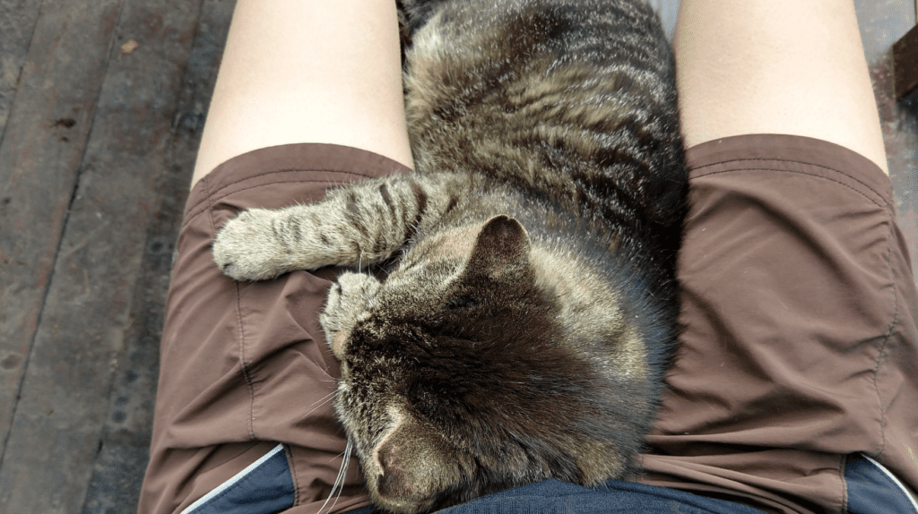 cat sleeping on legs