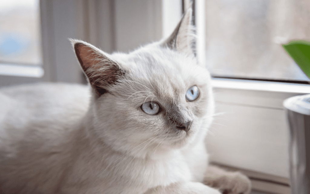 colourpoint shorthair cat