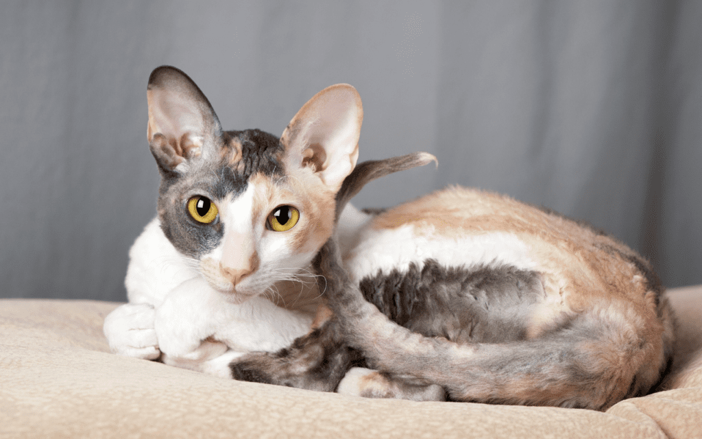 cornish rex cat