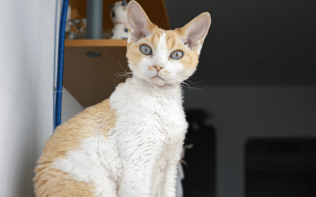 devon rex cat