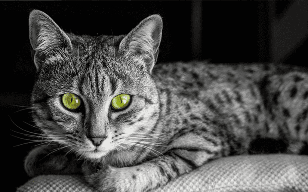 egyption mau cat green eyes