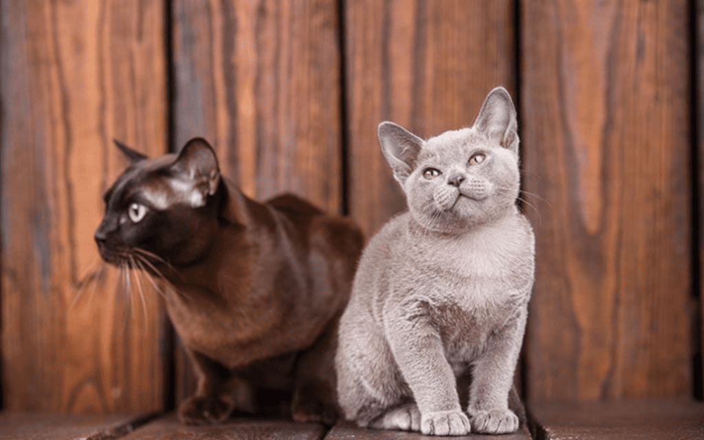 european burmese
