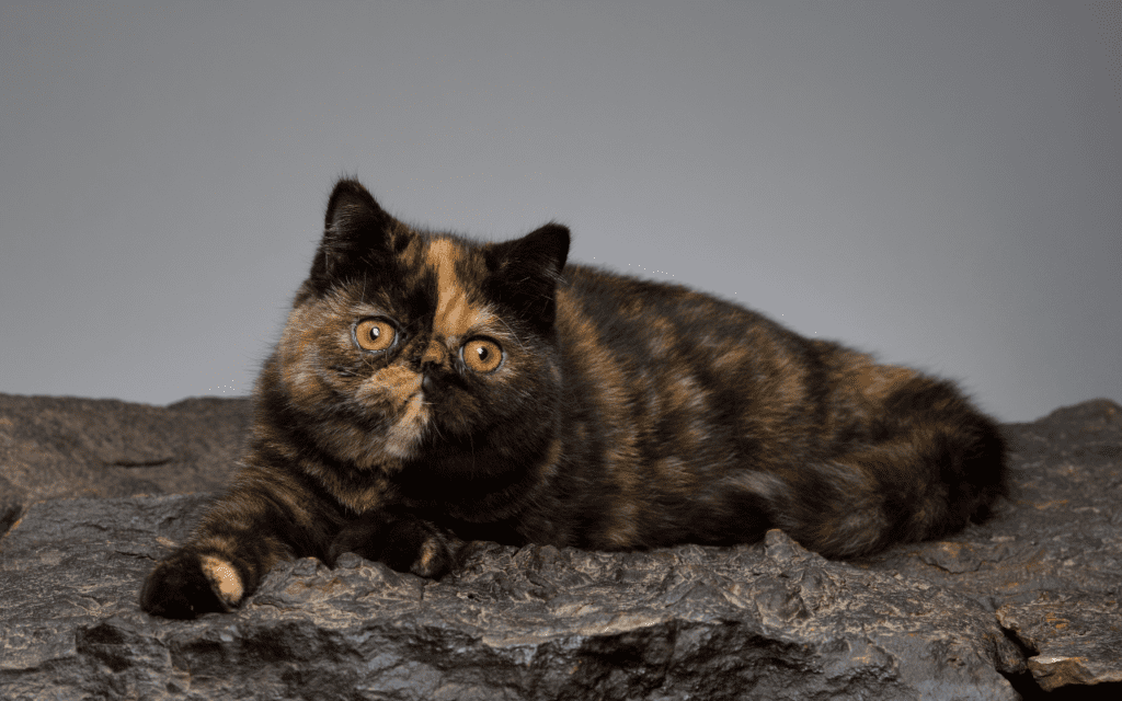 exotic shorthair cat