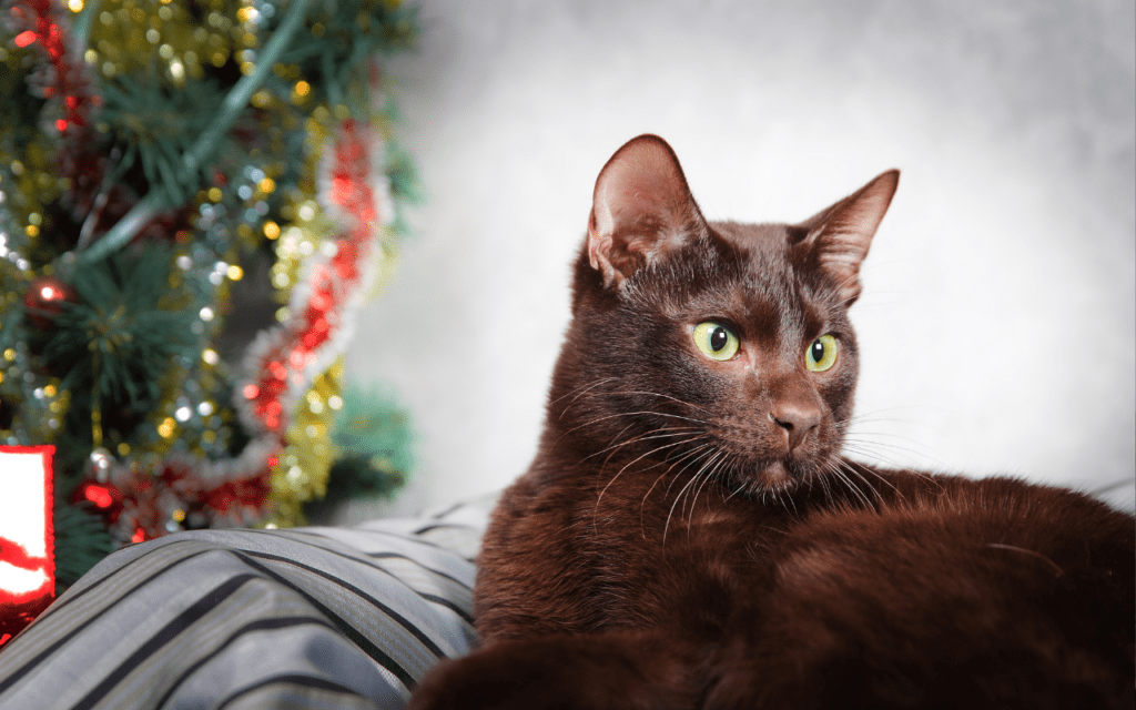 havana brown cat wide eyes