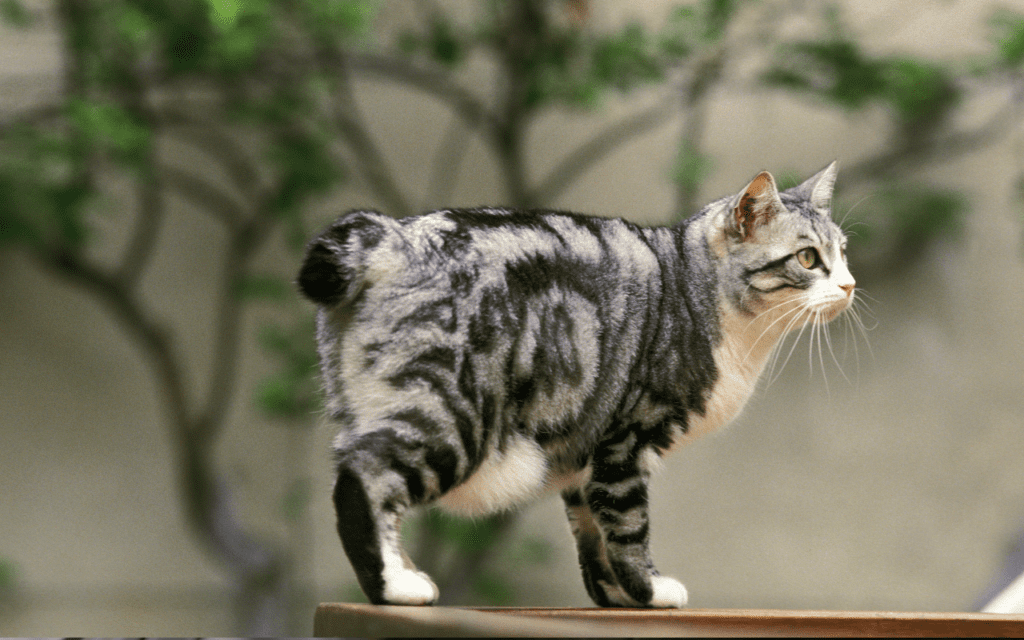 japanese bobtail cat