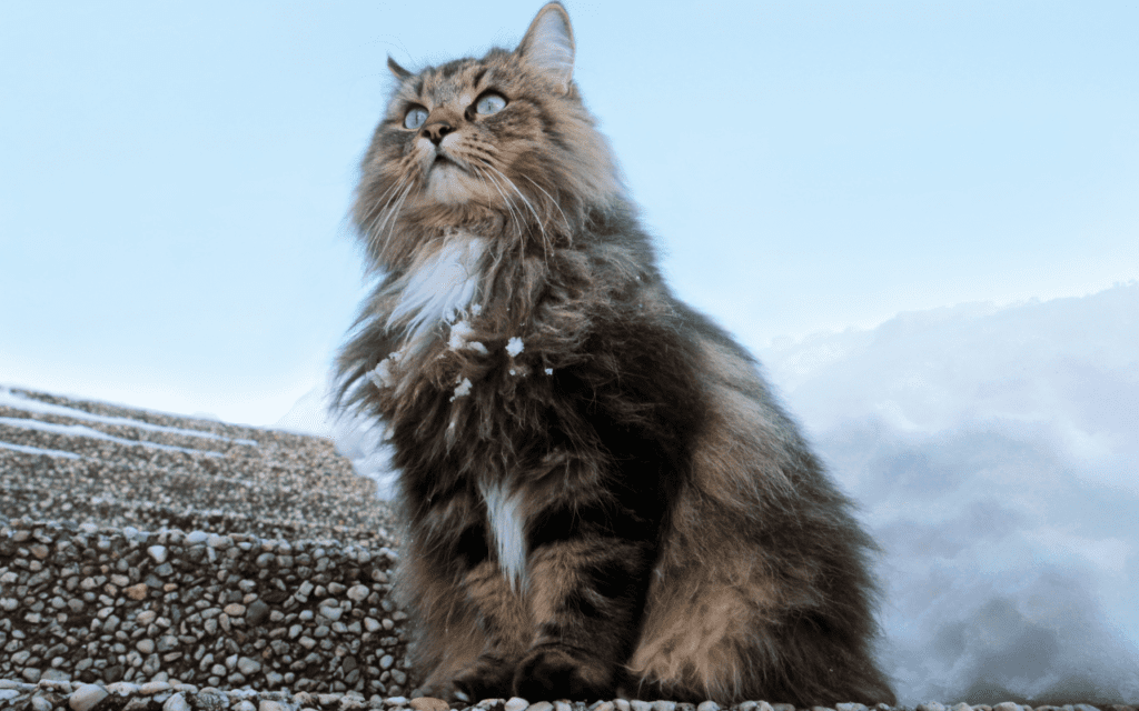 norweignen forest cat breed information