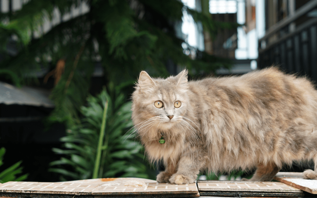ragamuffin cat