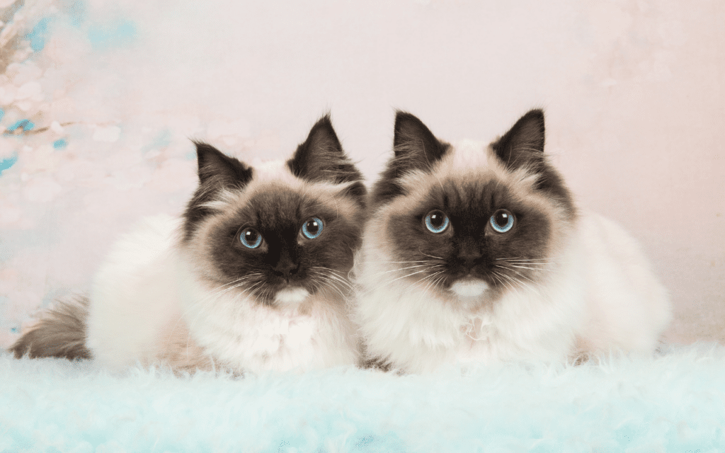 ragdoll cat breed profile