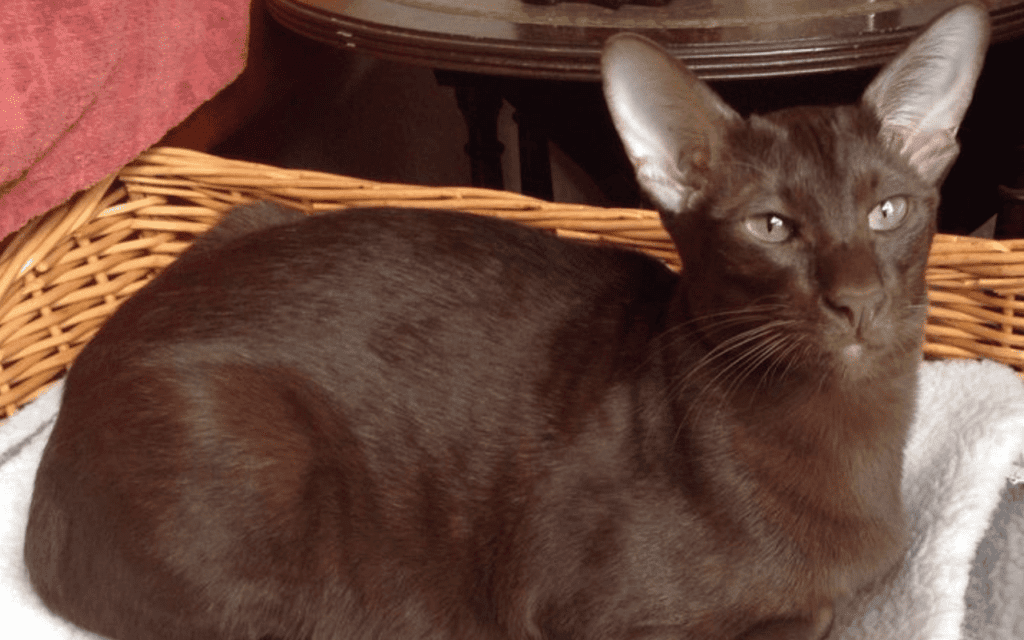 rare suffolk cat breed