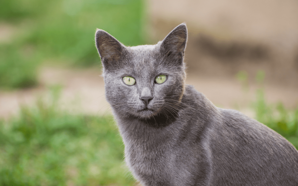 russian blue breed profile