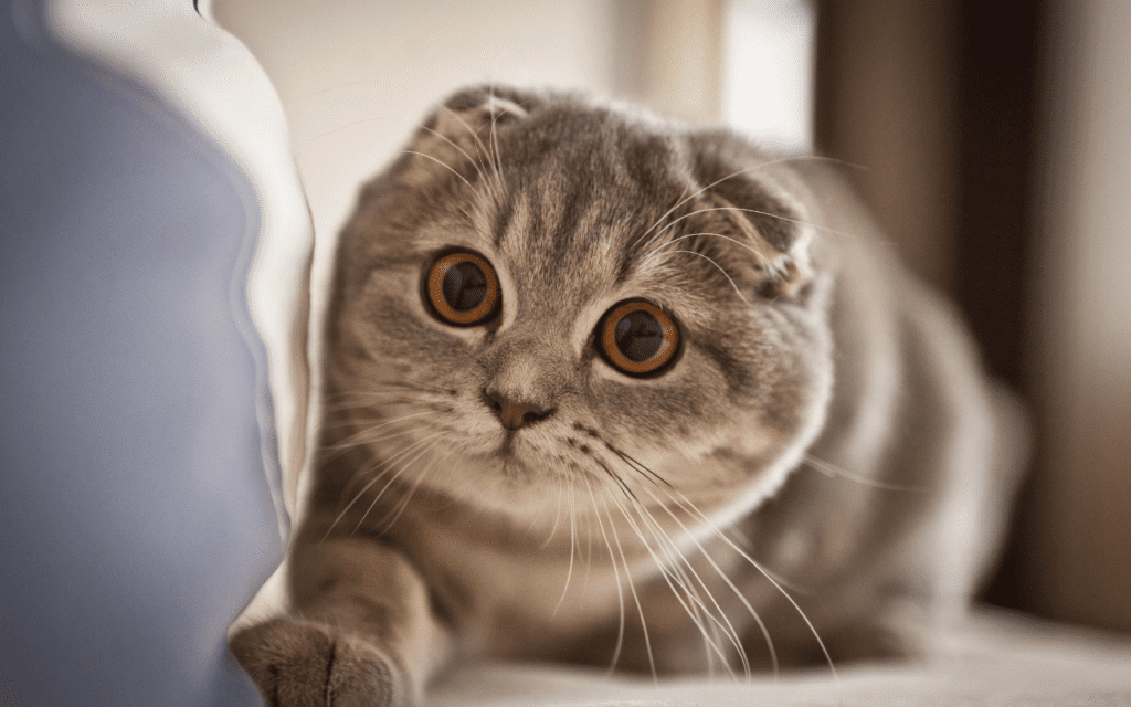 scottish fold cat breed information