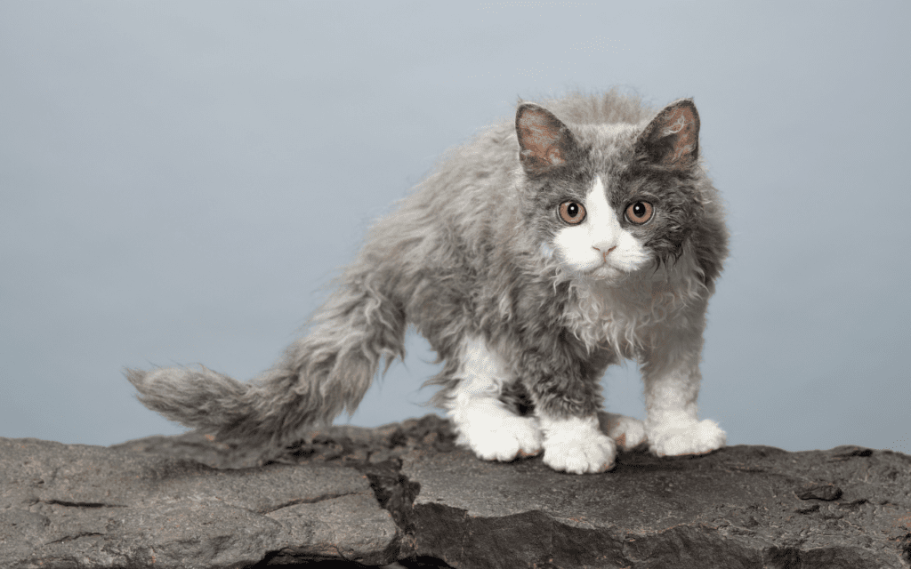 selkirk rex cat breed information