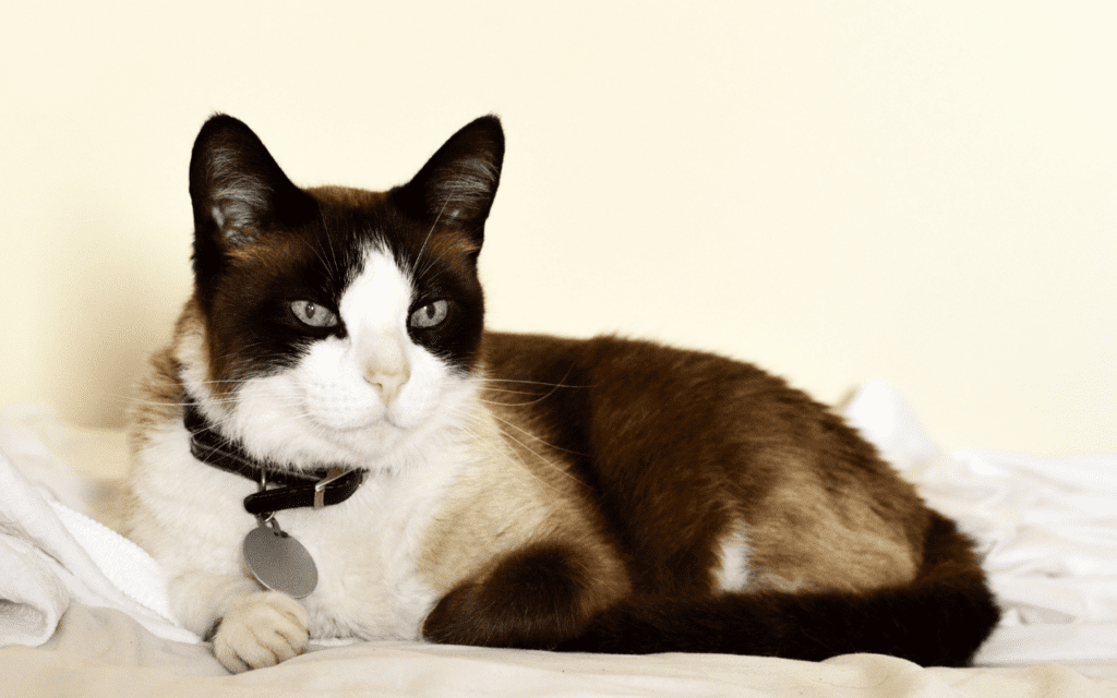 snowshoe cat breed information