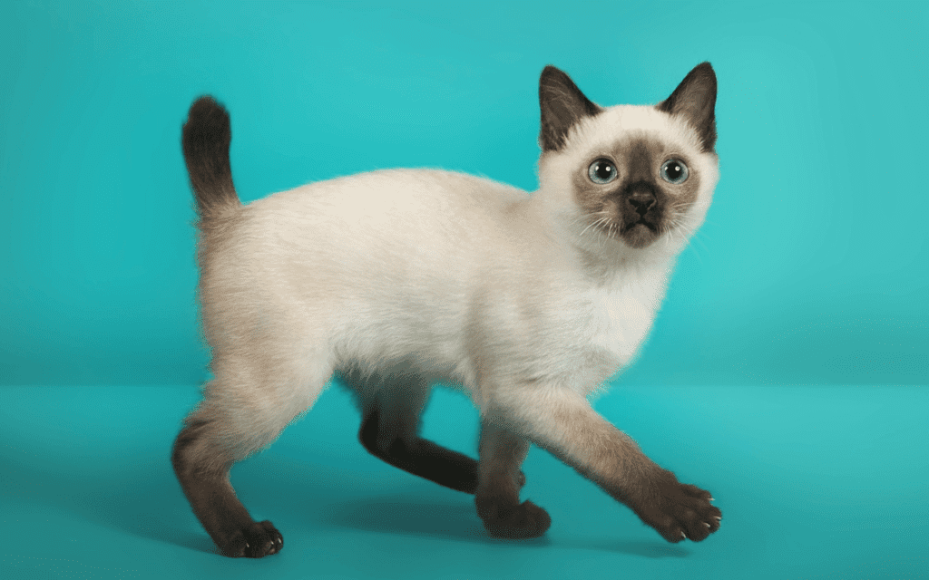 toybob cat breed