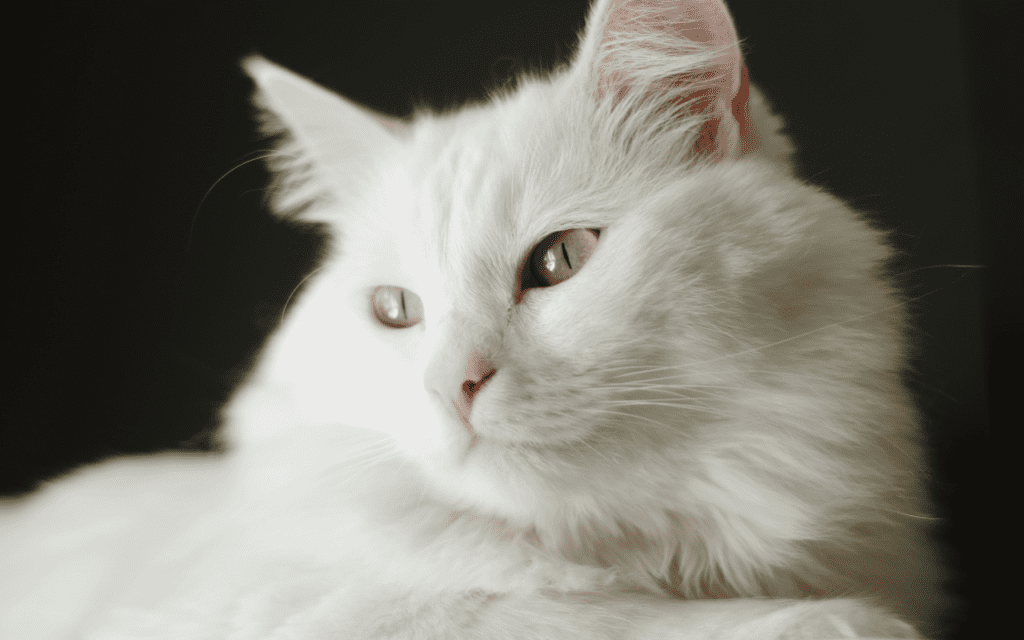 turkish angora cat breed