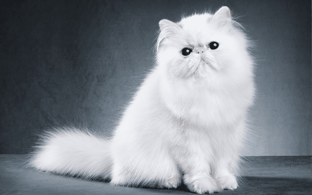 white persian cat
