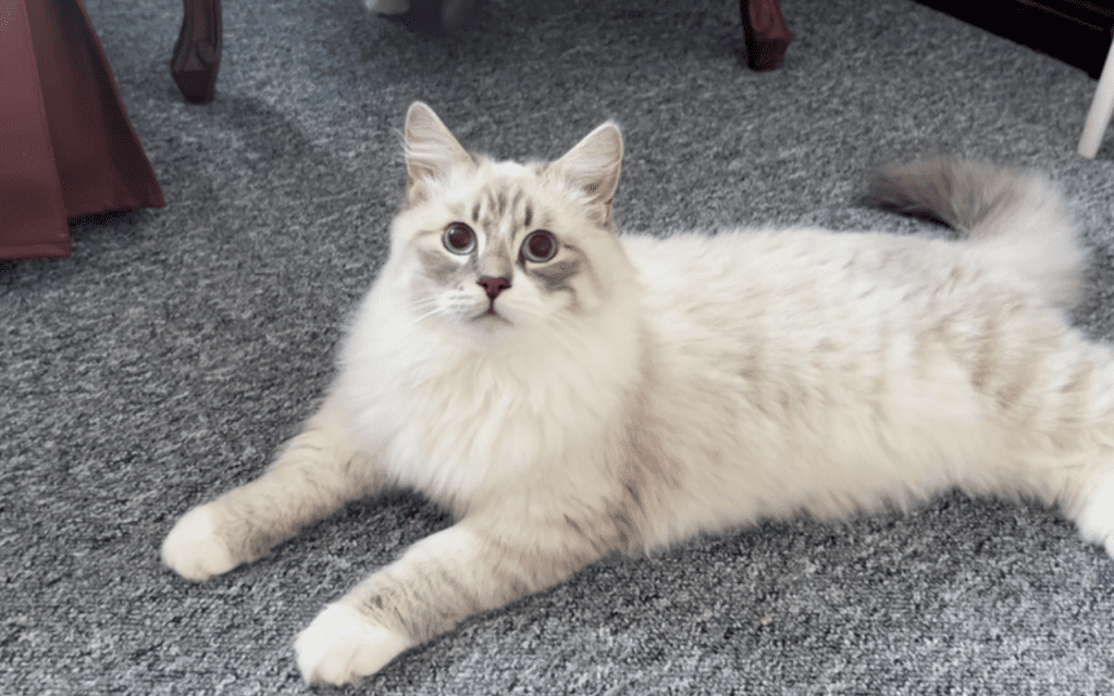 white siberian cat
