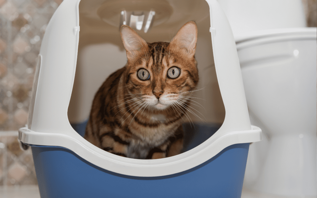 are hooded cat litter trays good
