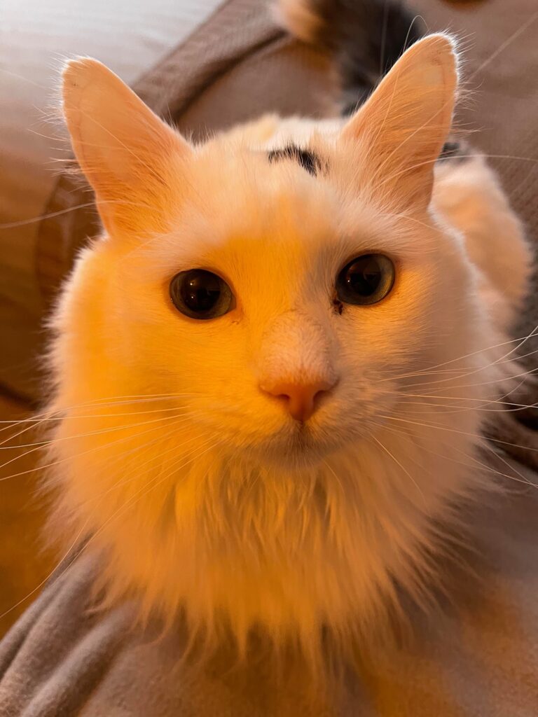 louis cat mad