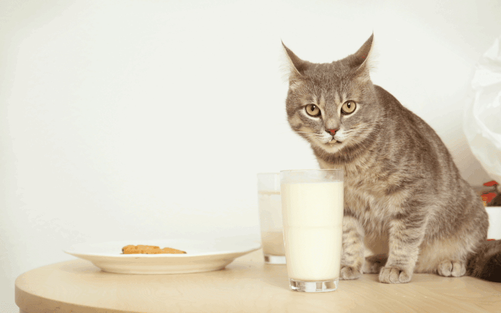 a cat caught drinking human milk out of a glass